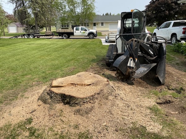 Tree stump removal and grinding service in Central Michigan including St. Louis.